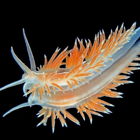 Vandrerhjem Gulen Dive Dalsøyra
