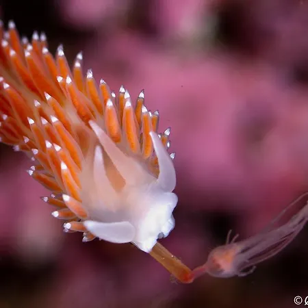 Vandrerhjem Gulen Dive